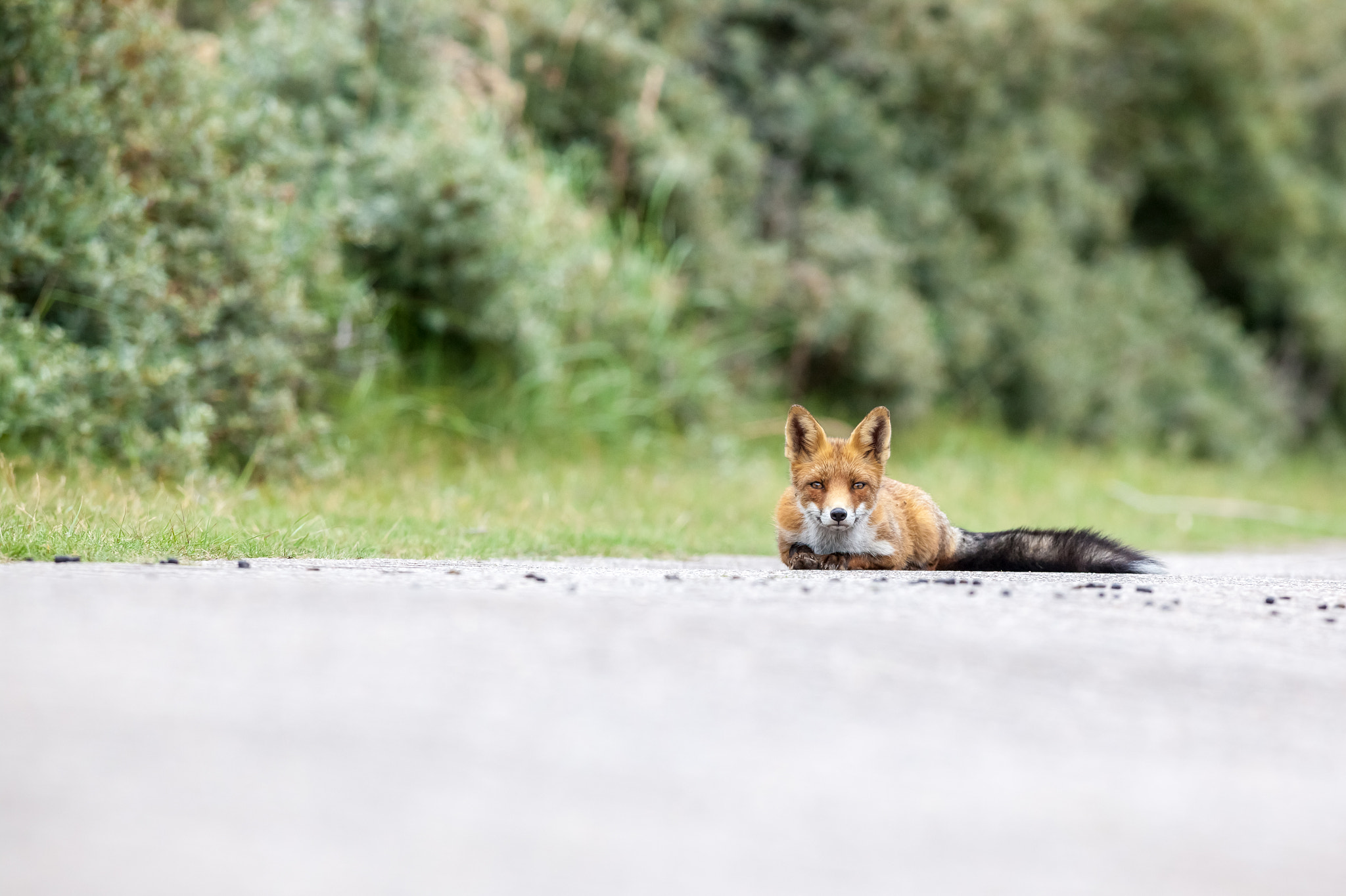 Canon EOS 5D Mark II + Canon EF 400mm f/2.8L sample photo. An red fox photography