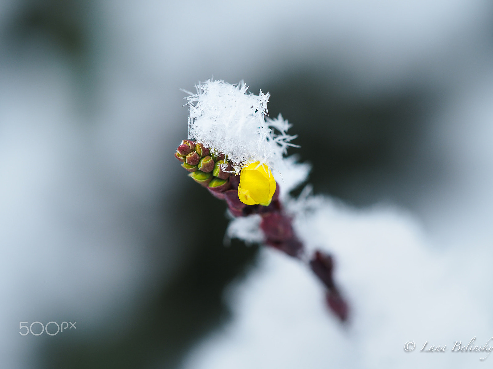 Olympus M.Zuiko Digital ED 60mm F2.8 Macro sample photo. Yellow under snowflakes photography