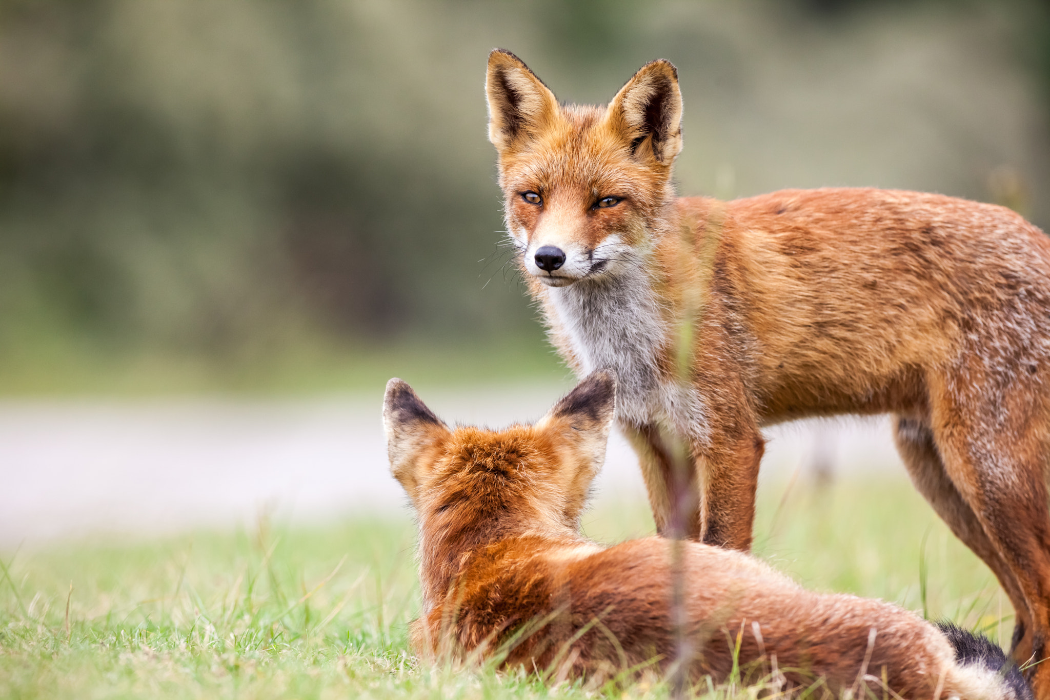 Canon EOS 5D Mark II + Canon EF 400mm f/2.8L sample photo. An red fox photography