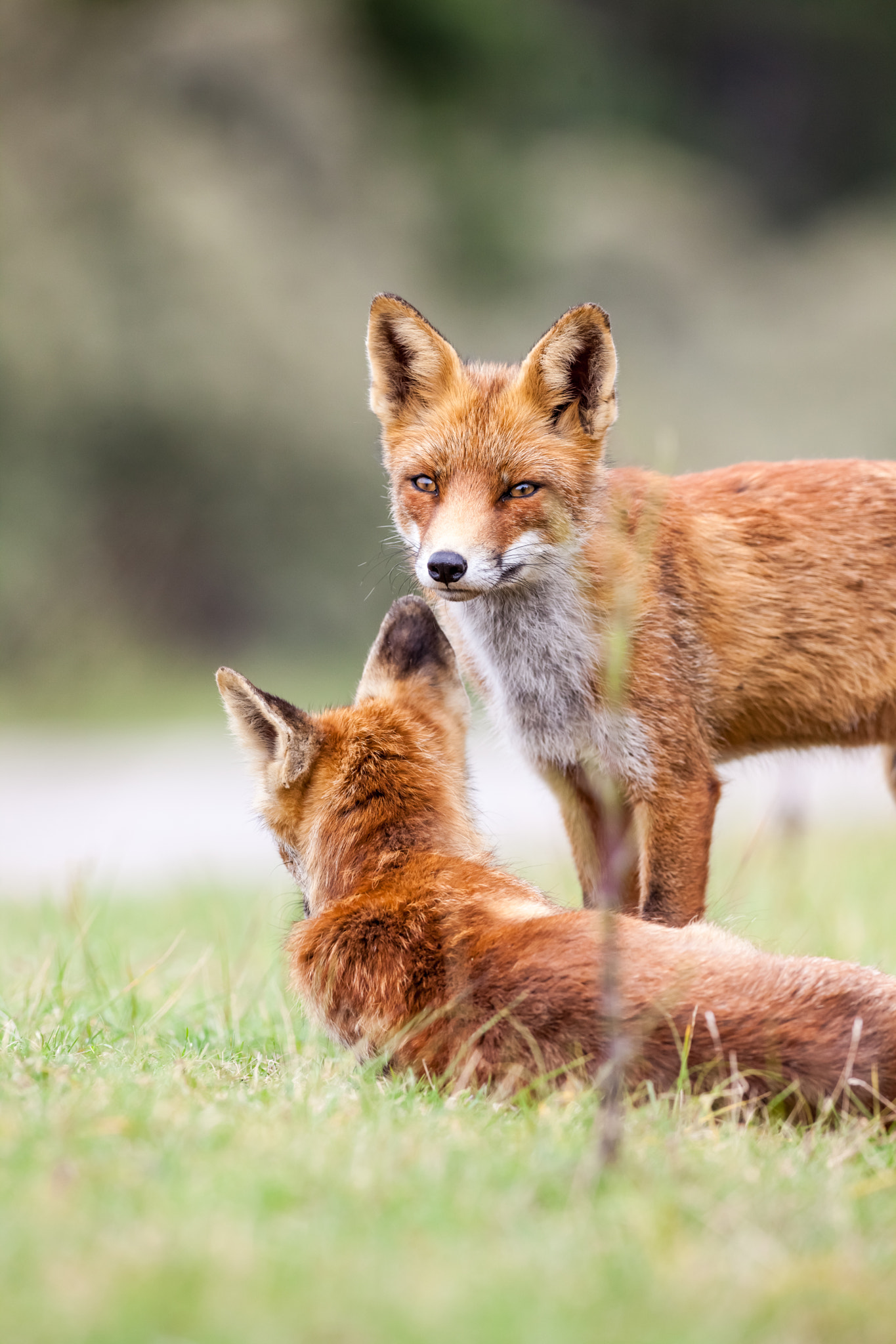 Canon EF 400mm f/2.8L sample photo. An red fox photography