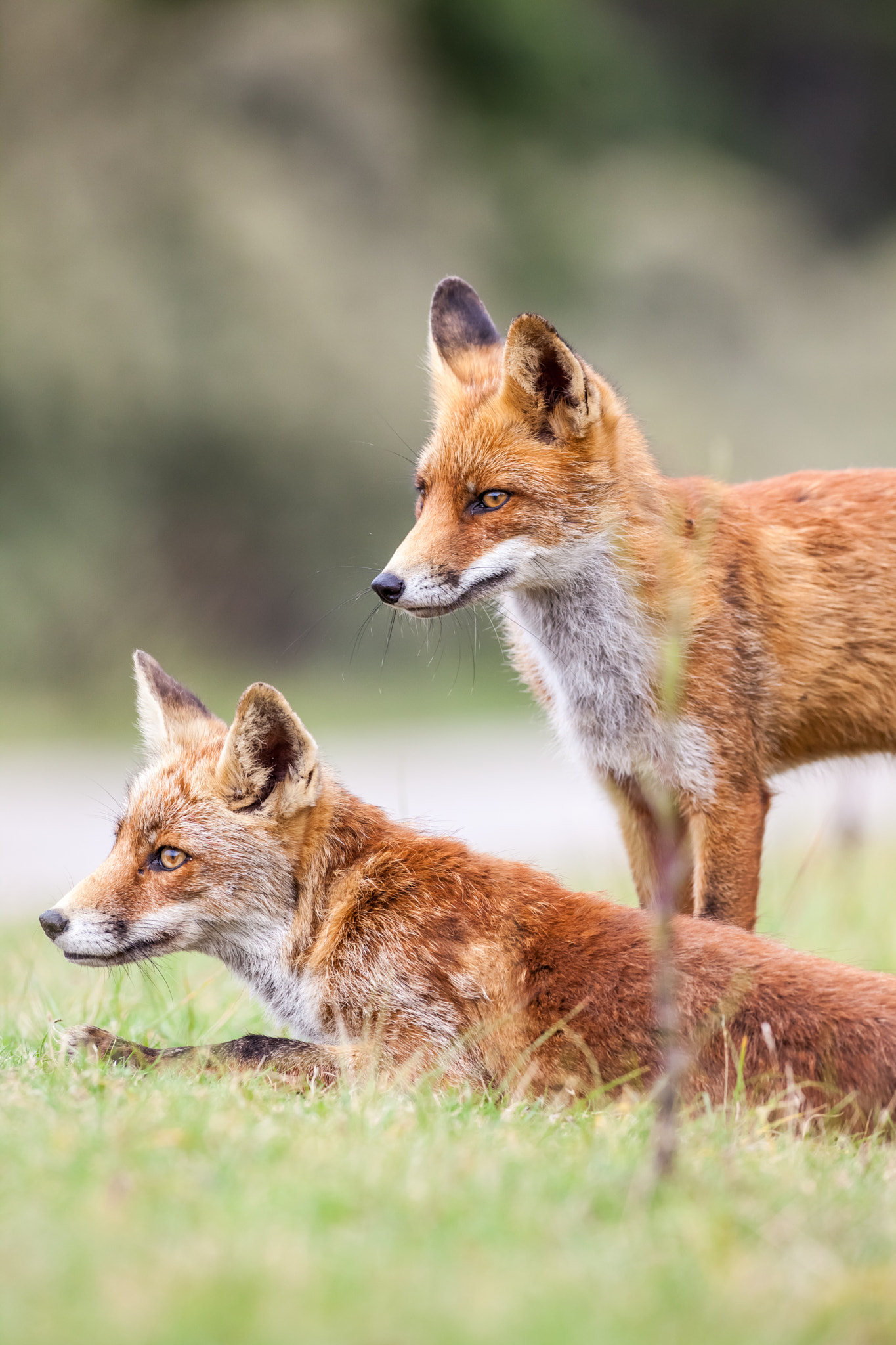 Canon EOS 5D Mark II + Canon EF 400mm f/2.8L sample photo. An red fox photography