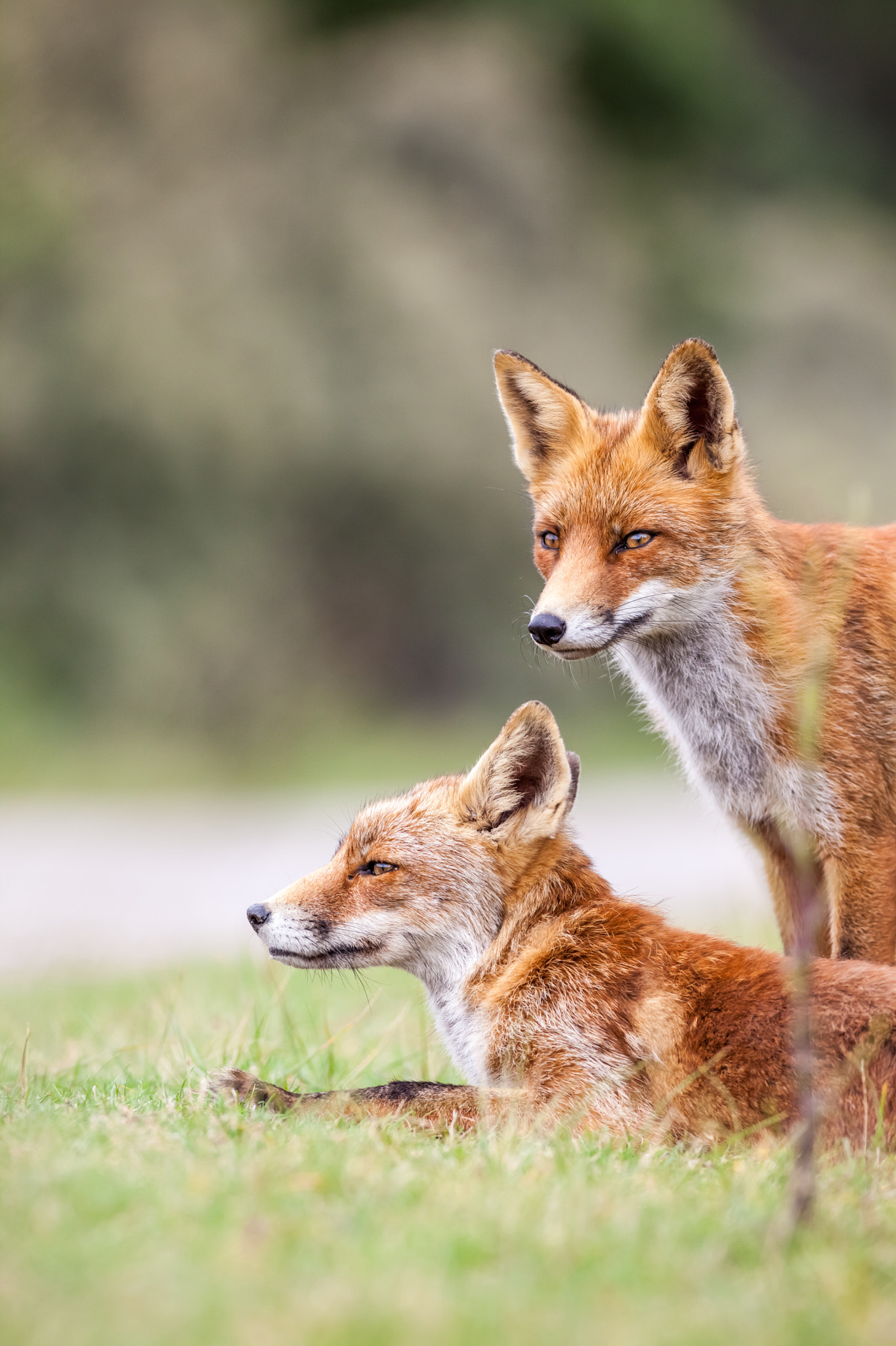 Canon EOS 5D Mark II + Canon EF 400mm f/2.8L sample photo. An red fox photography