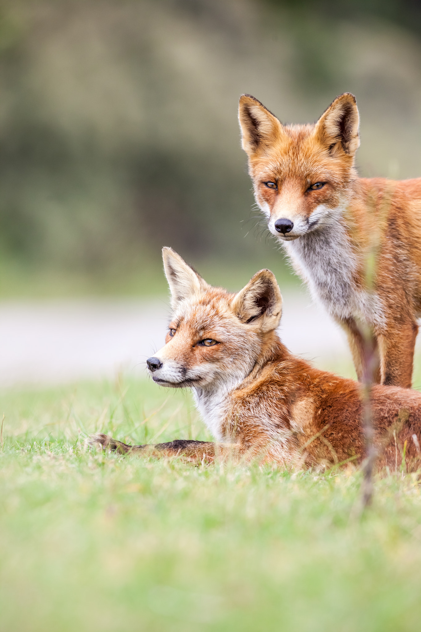 Canon EOS 5D Mark II + Canon EF 400mm f/2.8L sample photo. An red fox photography