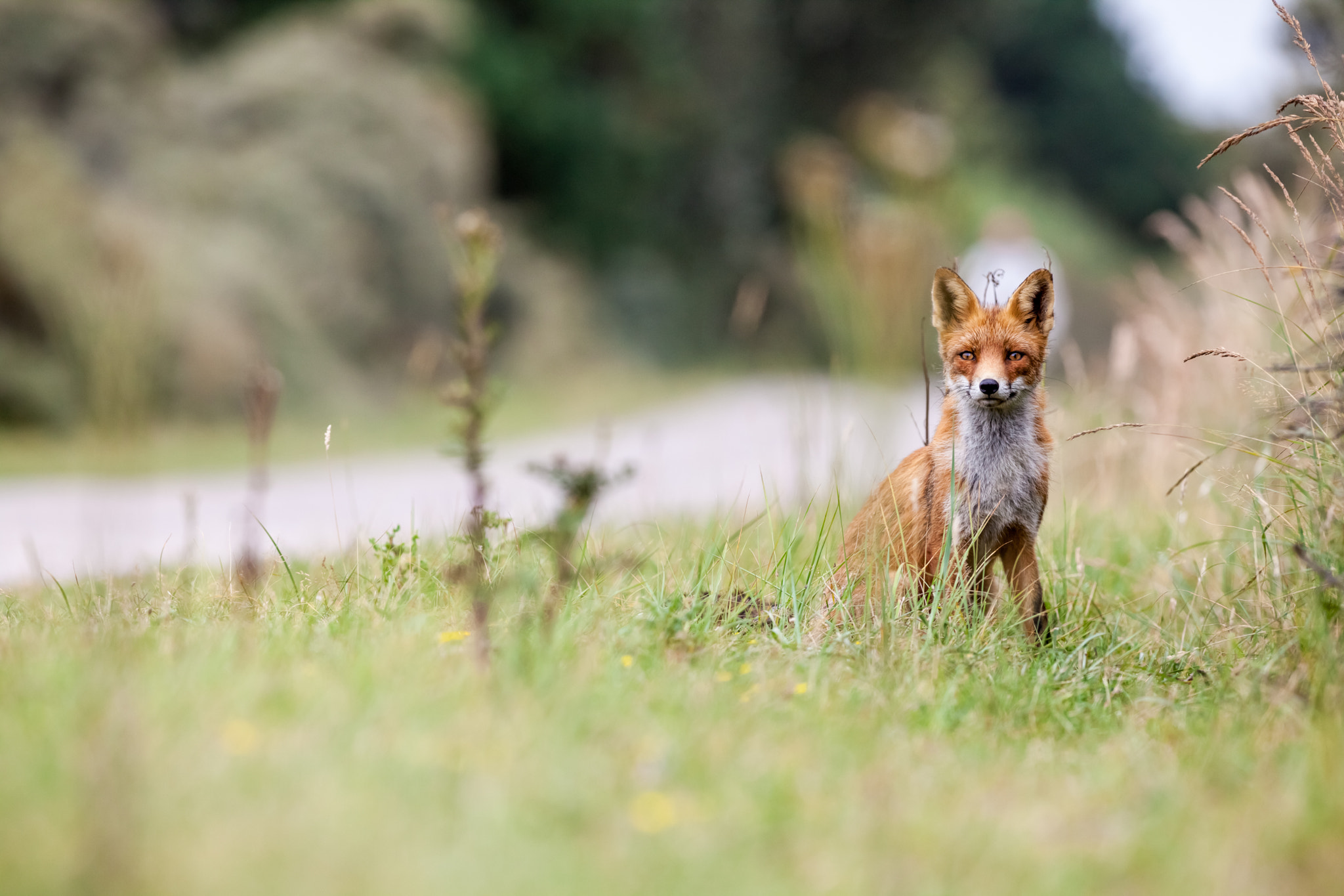 Canon EOS 5D Mark II + Canon EF 400mm f/2.8L sample photo. An red fox photography