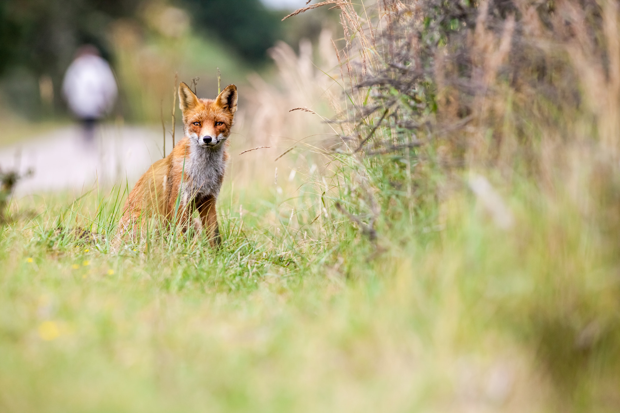 Canon EOS 5D Mark II + Canon EF 400mm f/2.8L sample photo. An red fox photography