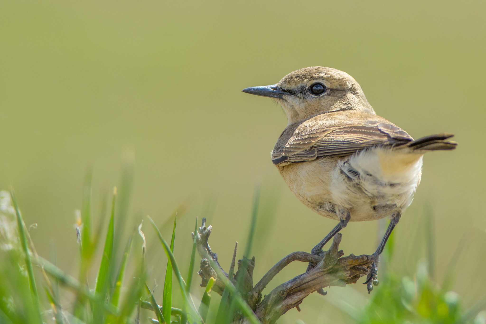 Nikon D7100 sample photo. Isabelline wheatear / oenanthe isabellina photography