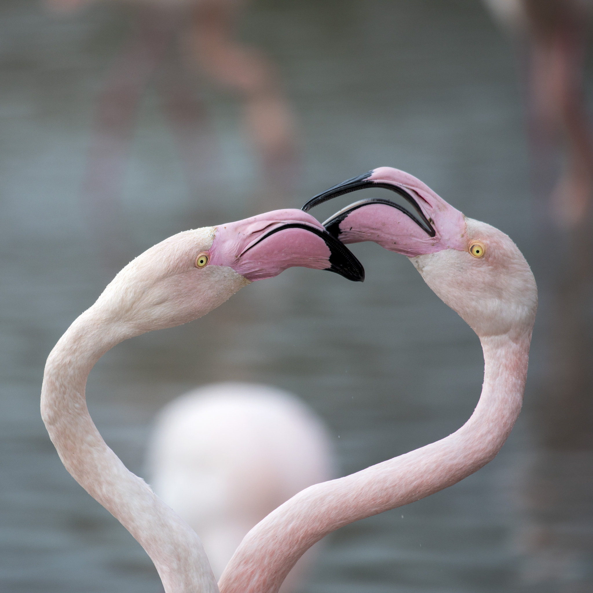 Canon EF 100-400mm F4.5-5.6L IS USM sample photo. Flam 2 photography