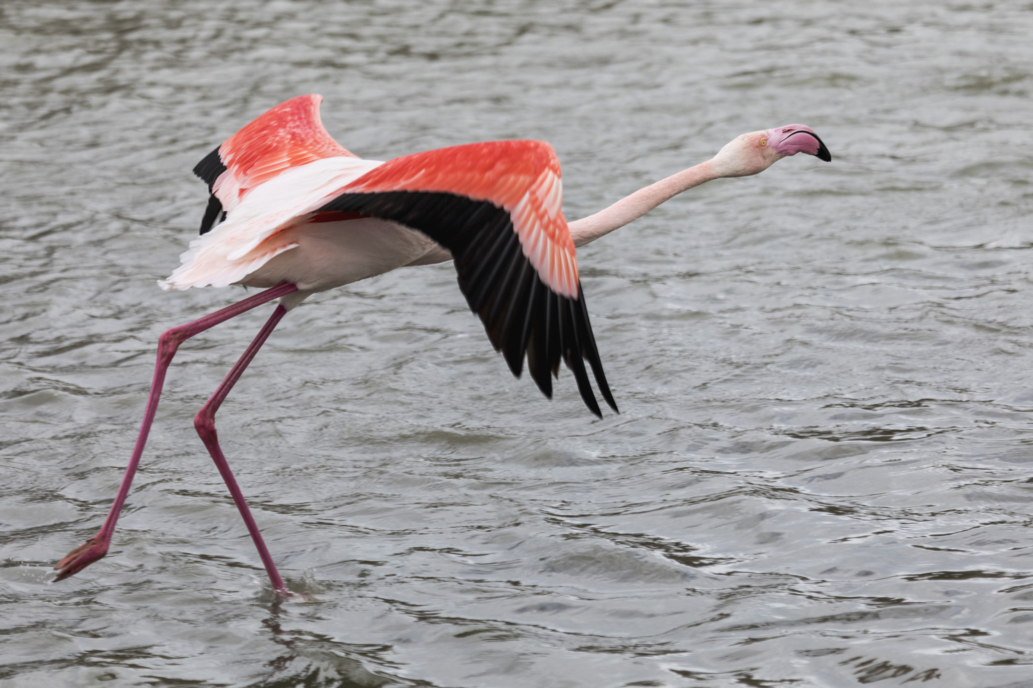 Canon EF 100-400mm F4.5-5.6L IS USM sample photo. Flam 3 photography