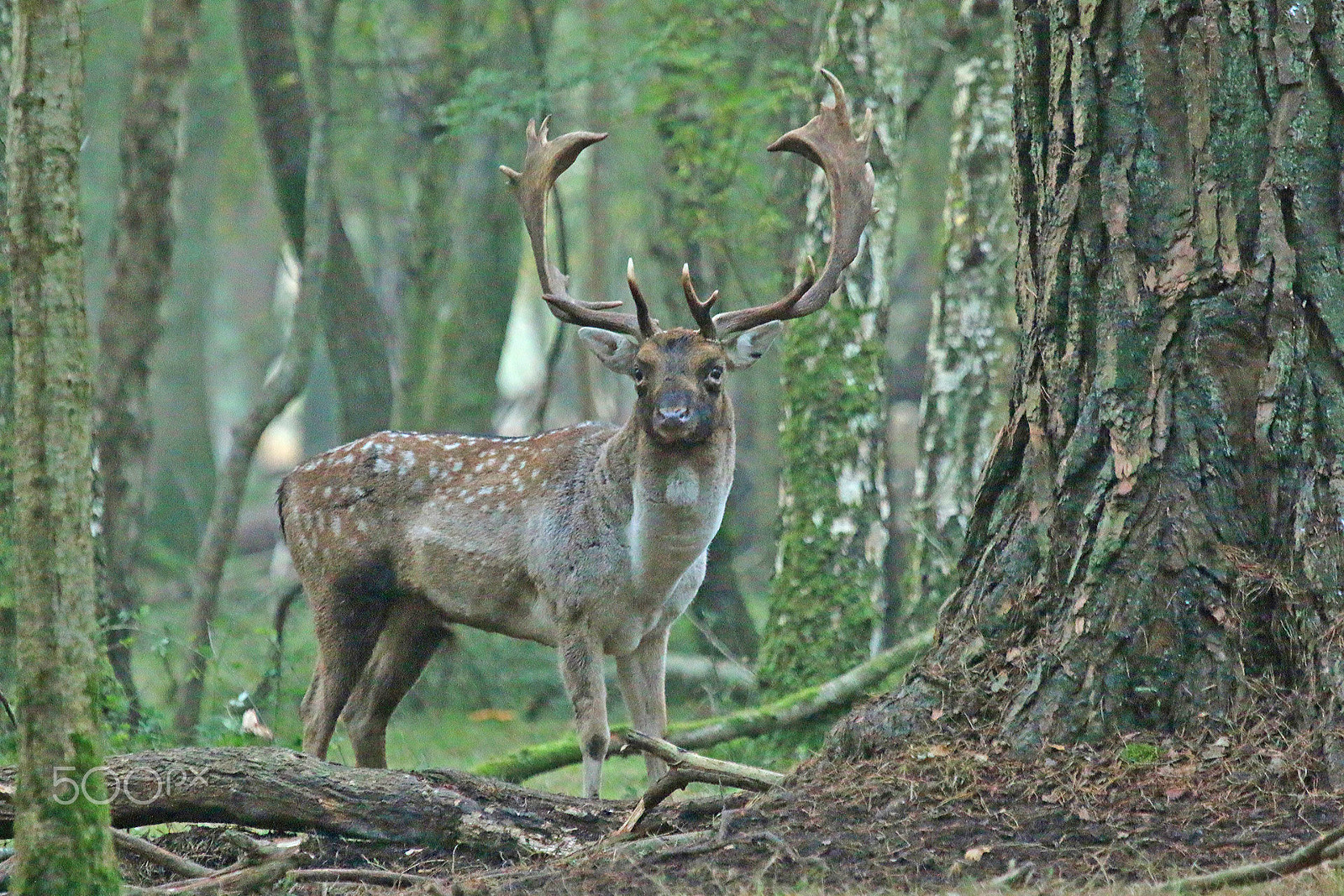 Canon EOS 70D + Canon EF 100-400mm F4.5-5.6L IS USM sample photo. Fallow deer buck photography