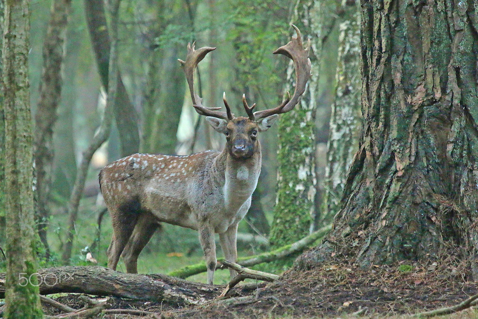 Canon EF 100-400mm F4.5-5.6L IS USM sample photo. Fallow deer buck photography