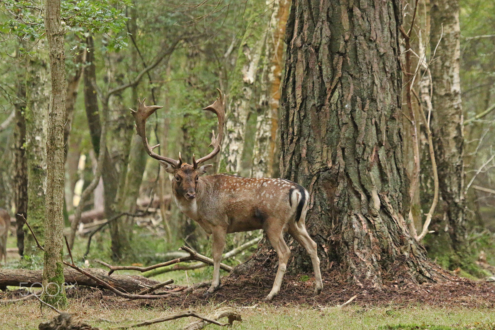 Canon EF 100-400mm F4.5-5.6L IS USM sample photo. Fallow deer buck photography