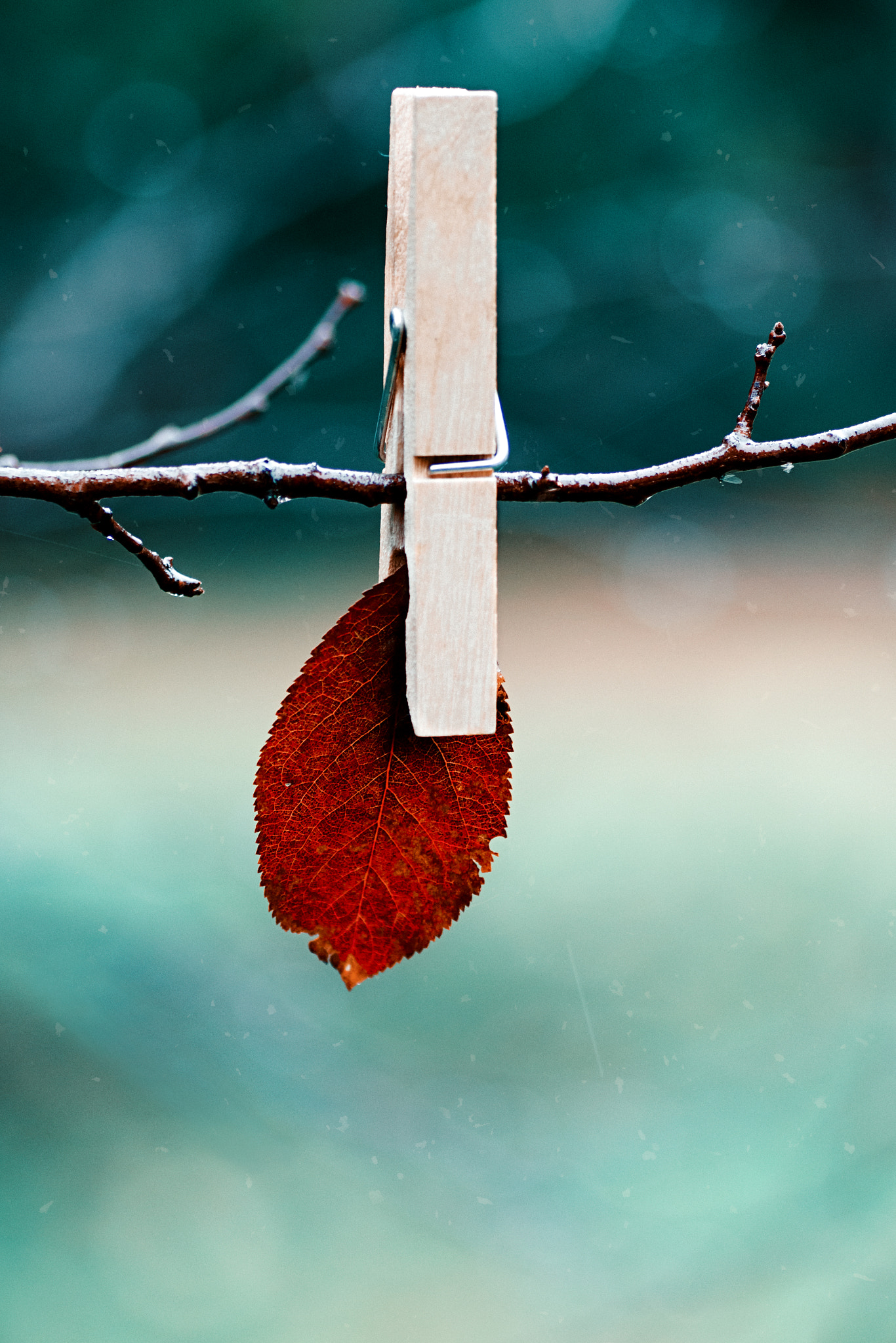 Nikon D7200 sample photo. End of autumn photography