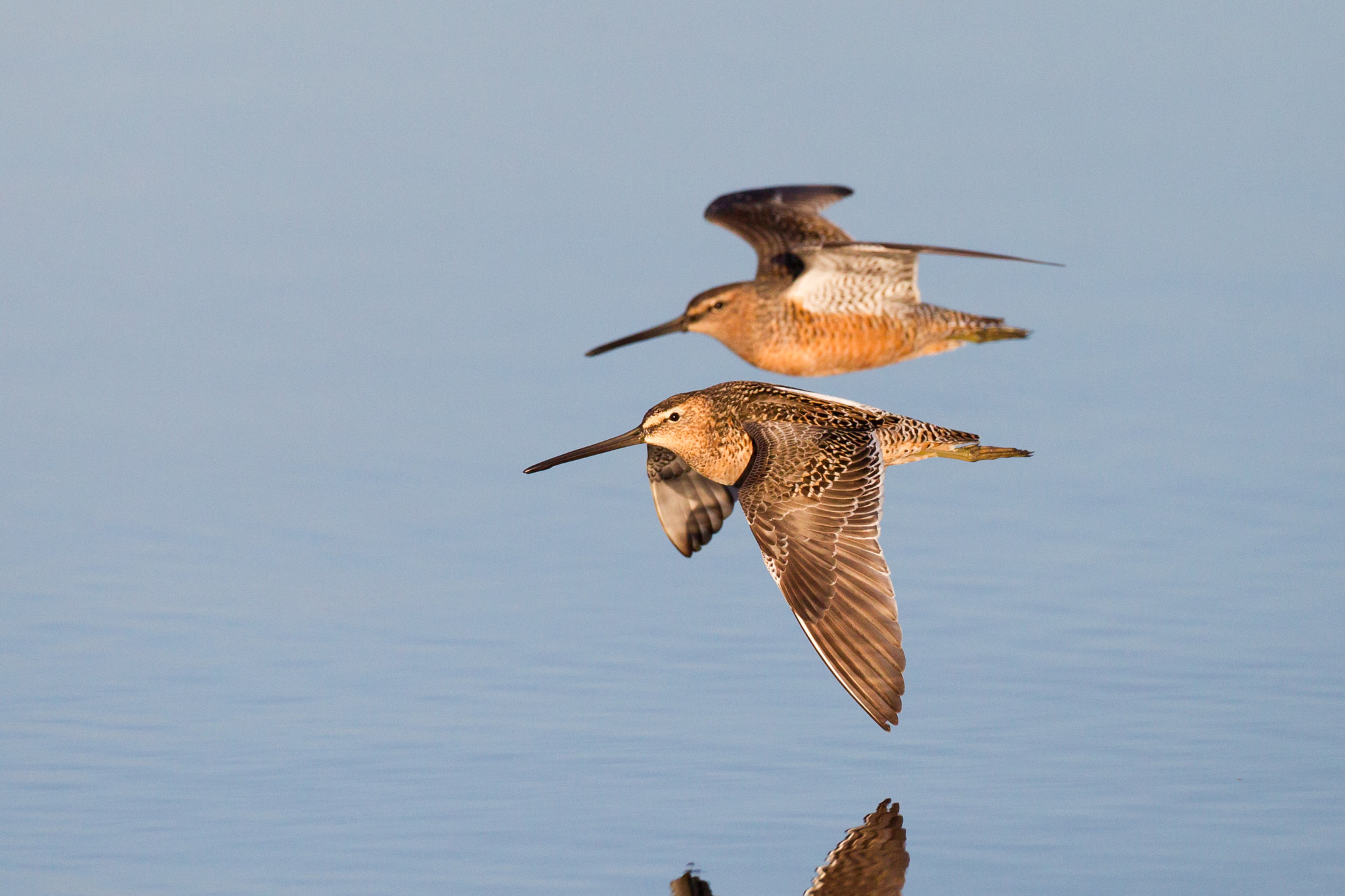 Canon EF 500mm F4L IS USM sample photo. Long-billed dowitchers photography