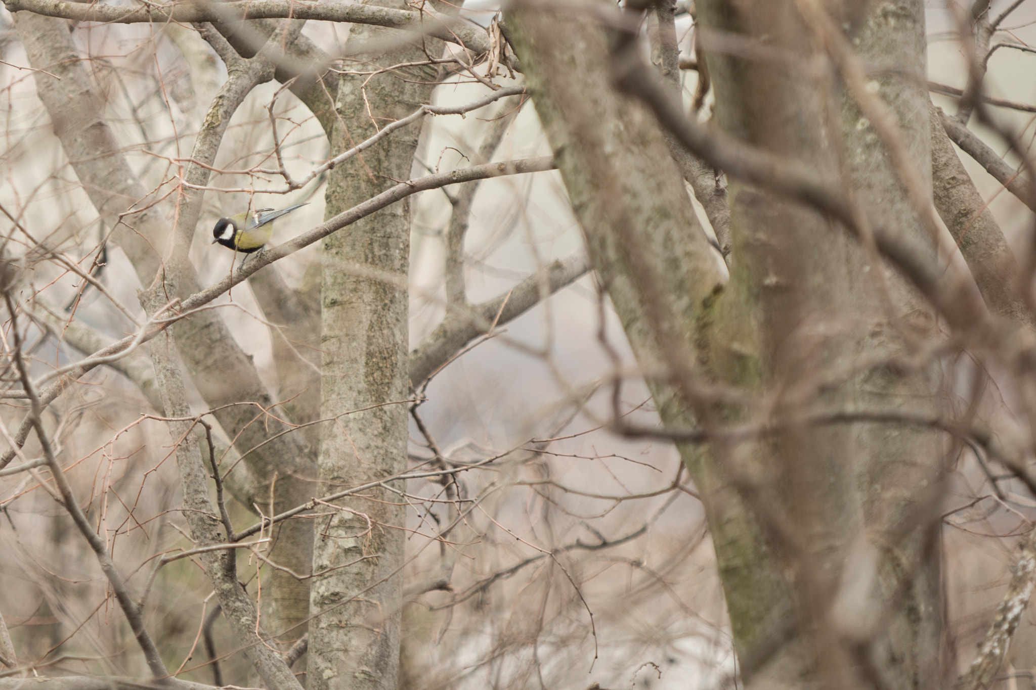 Canon EOS 6D + Canon EF 80-200mm f/2.8L sample photo. Parus maior photography