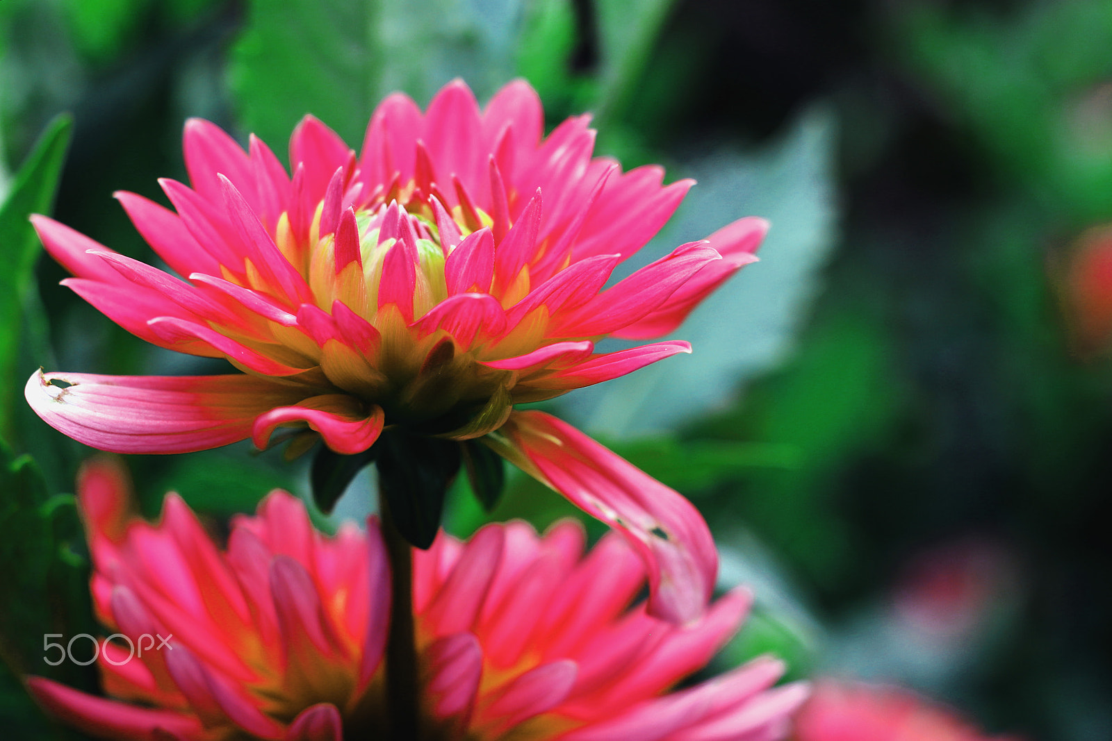 Canon EF 40mm F2.8 STM sample photo. Flower and its reflection in the garden !!! photography