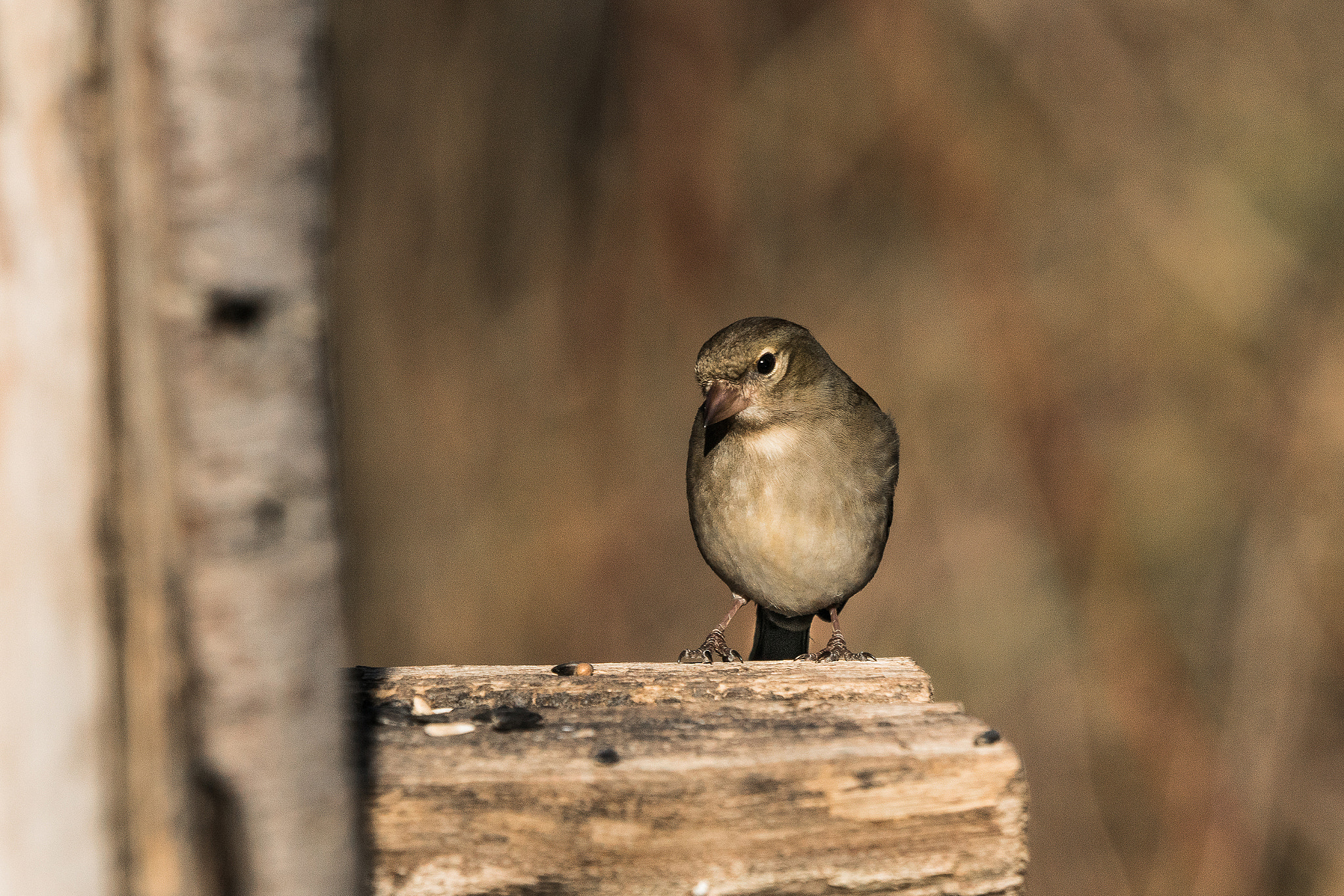 Sony 70-400mm F4-5.6 G SSM II sample photo. Fringilla coelebs photography