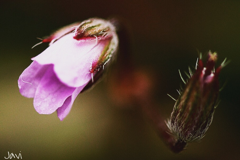 Canon EF 100mm F2.8 Macro USM sample photo