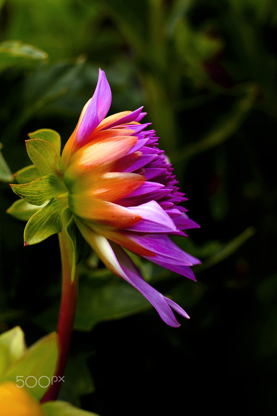 Canon EF 40mm F2.8 STM sample photo. Rise and shine !!! photography