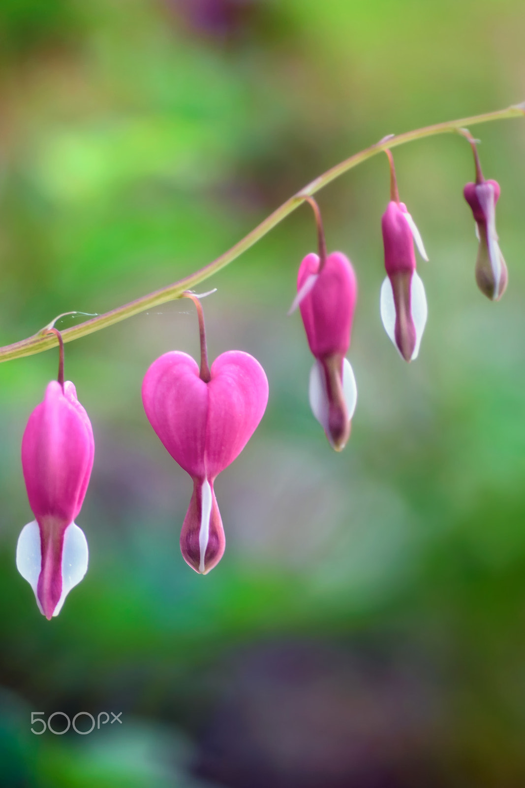 Nikon AF Micro-Nikkor 60mm F2.8D sample photo. Bleeding heart photography