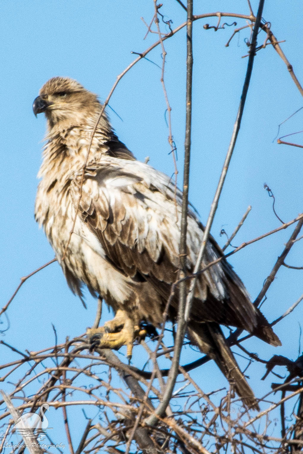 Sigma 150-600mm F5-6.3 DG OS HSM | C sample photo. Light feathered juvenile bald eagle photography
