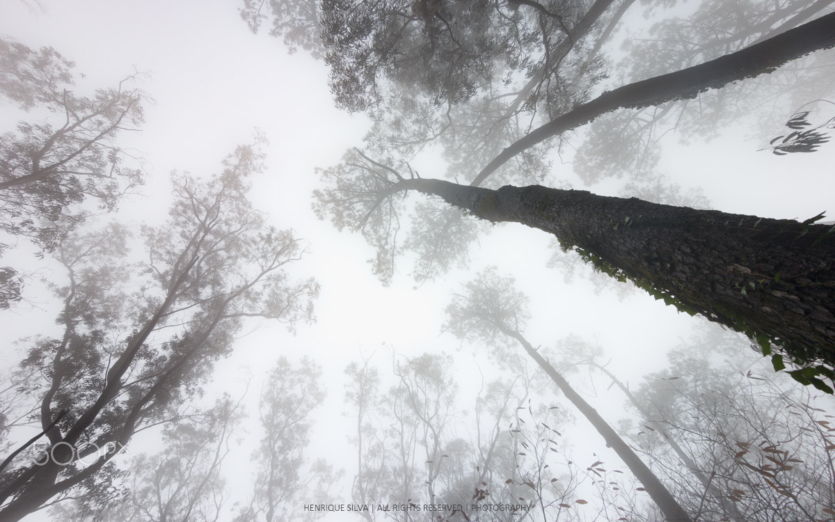 Tokina AT-X Pro 12-24mm F4 (IF) DX sample photo. Upward photography