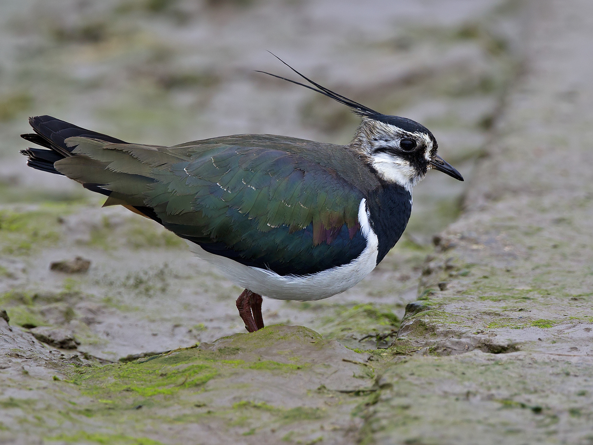 Canon EF 300mm F2.8L IS II USM sample photo. 32655480472.jpg photography