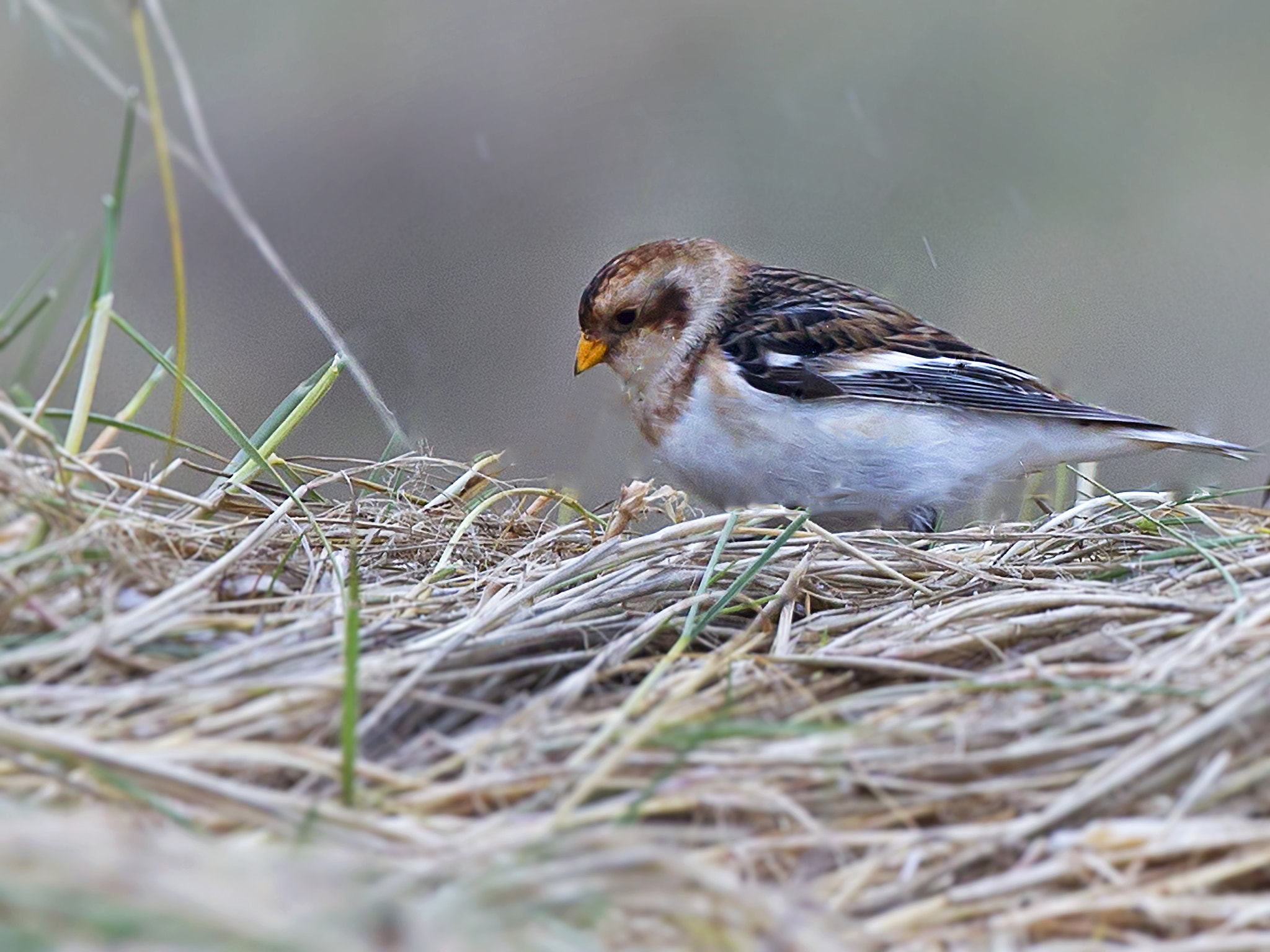 Canon EOS-1D Mark IV + Canon EF 300mm F2.8L IS II USM sample photo. 32684589531.jpg photography