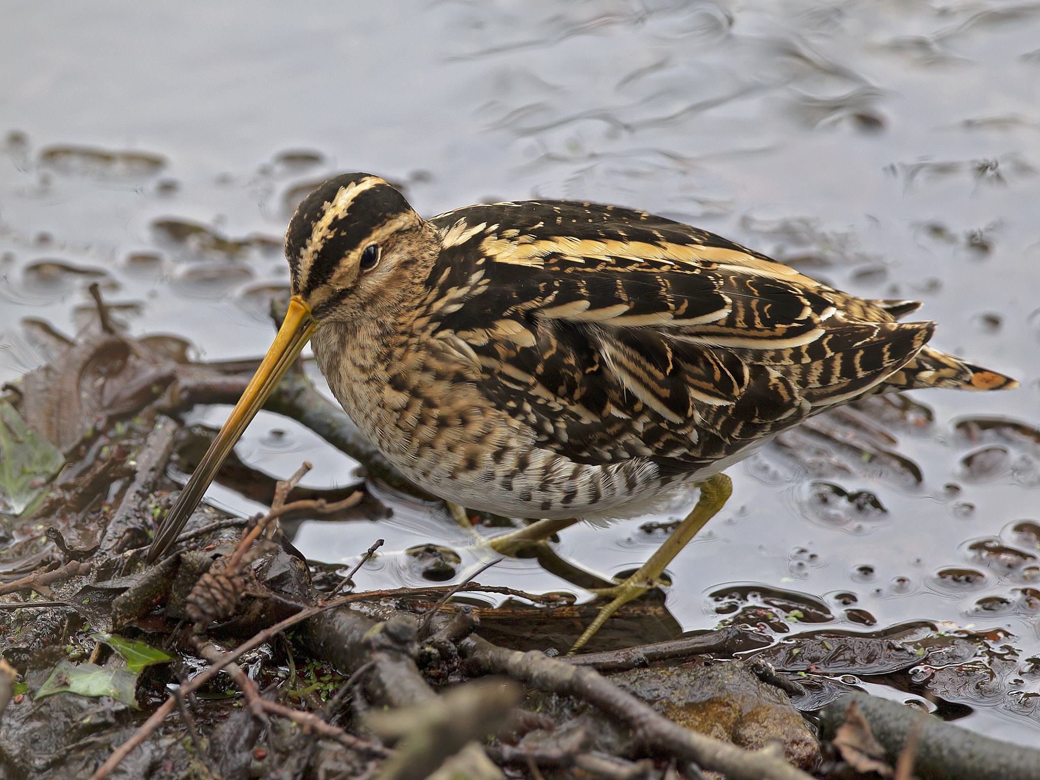 Canon EOS-1D Mark IV + Canon EF 300mm F2.8L IS II USM sample photo. 31971467293.jpg photography