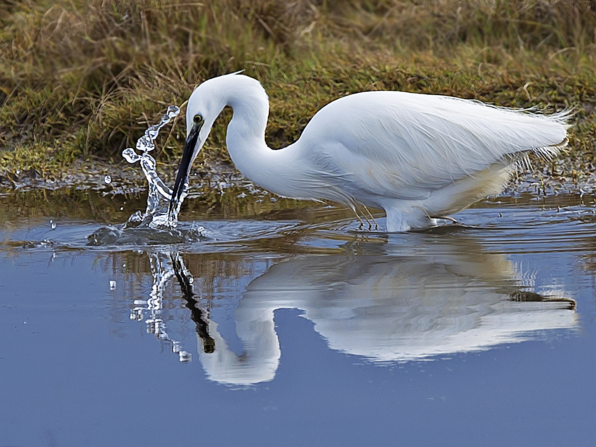 Canon EOS-1D Mark IV + Canon EF 300mm F2.8L IS II USM sample photo. 32750915805.jpg photography