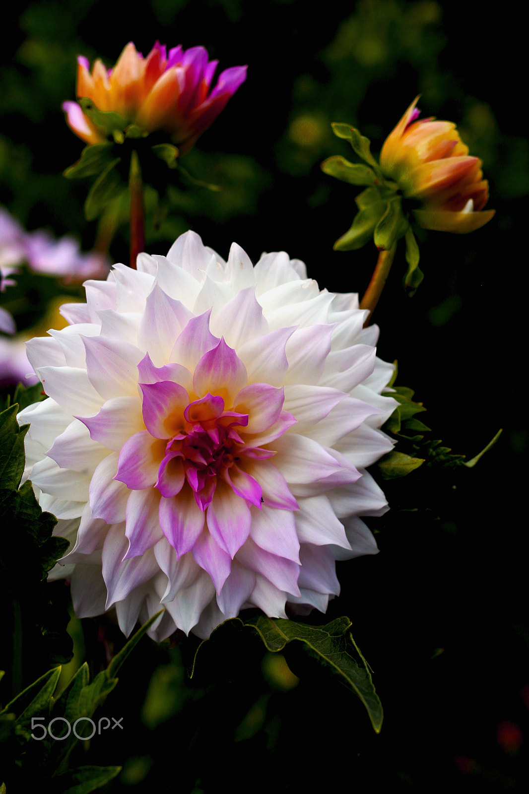 Canon EF 40mm F2.8 STM sample photo. Beautiful flower with nice patterns !!! photography