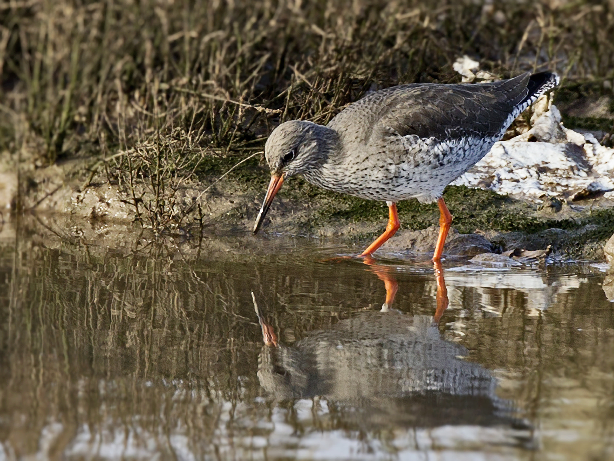 Canon EF 300mm F2.8L IS II USM sample photo. 32610172811.jpg photography