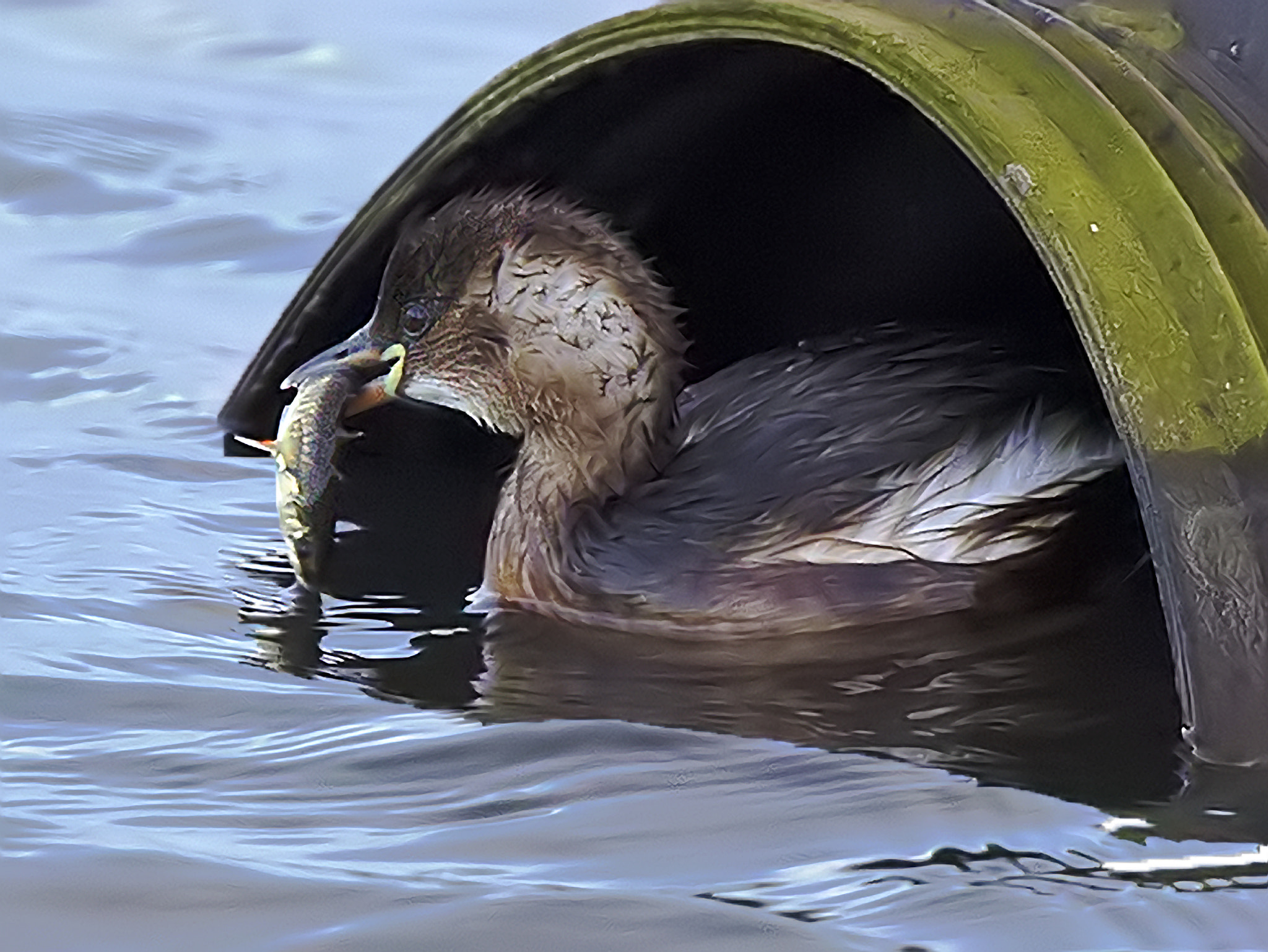 Canon EOS-1D Mark IV + Canon EF 300mm F2.8L IS II USM sample photo. 32579993202.jpg photography