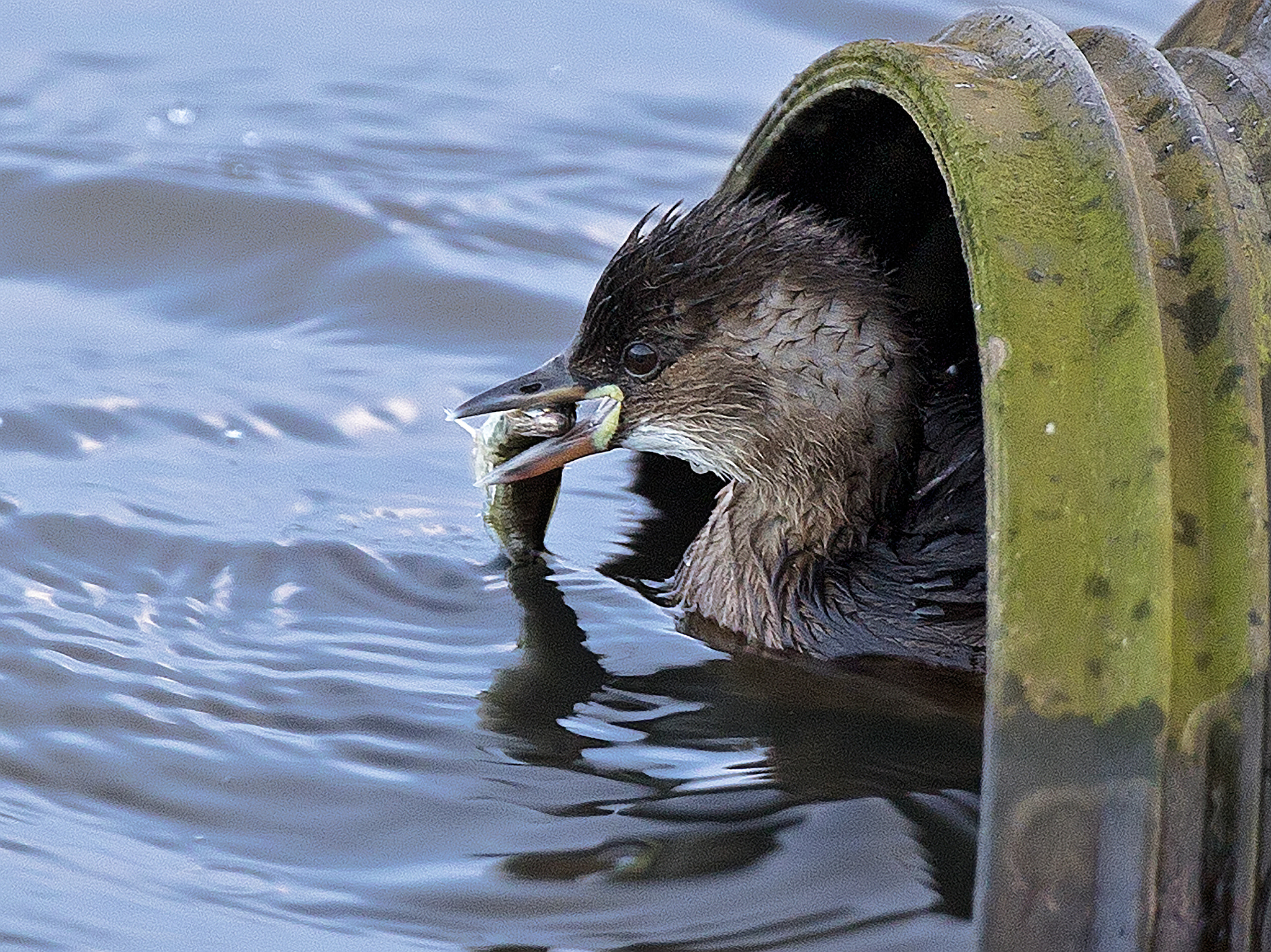 Canon EF 300mm F2.8L IS II USM sample photo. 32693201536.jpg photography