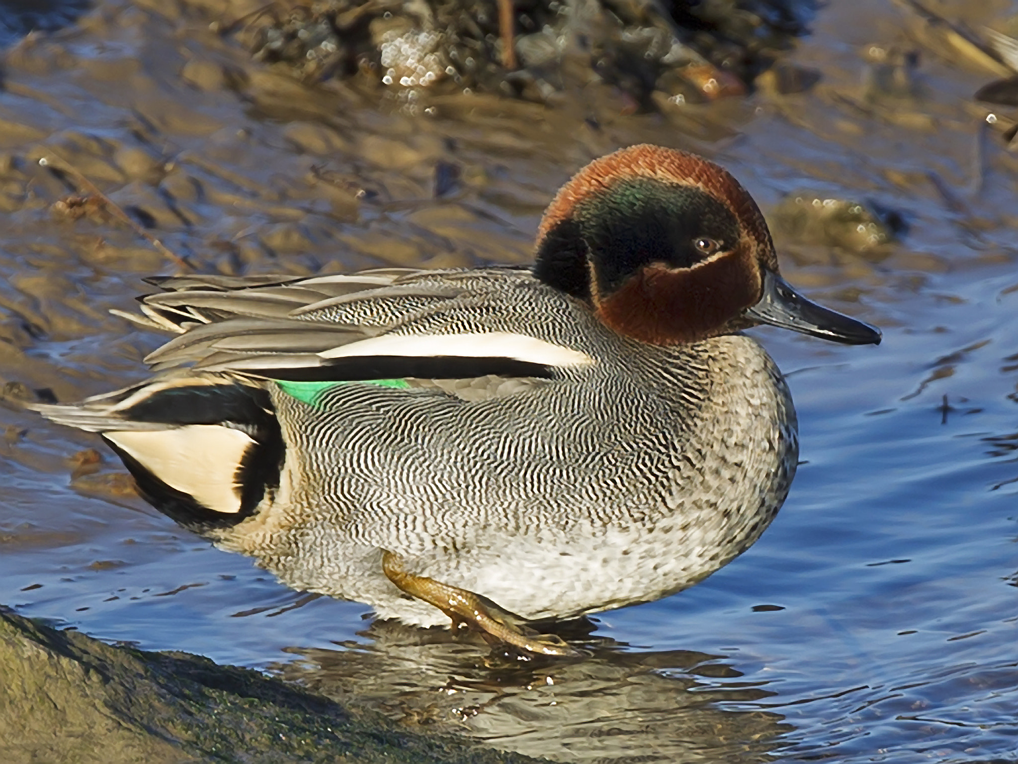 Canon EF 300mm F2.8L IS II USM sample photo. 31250453773.jpg photography