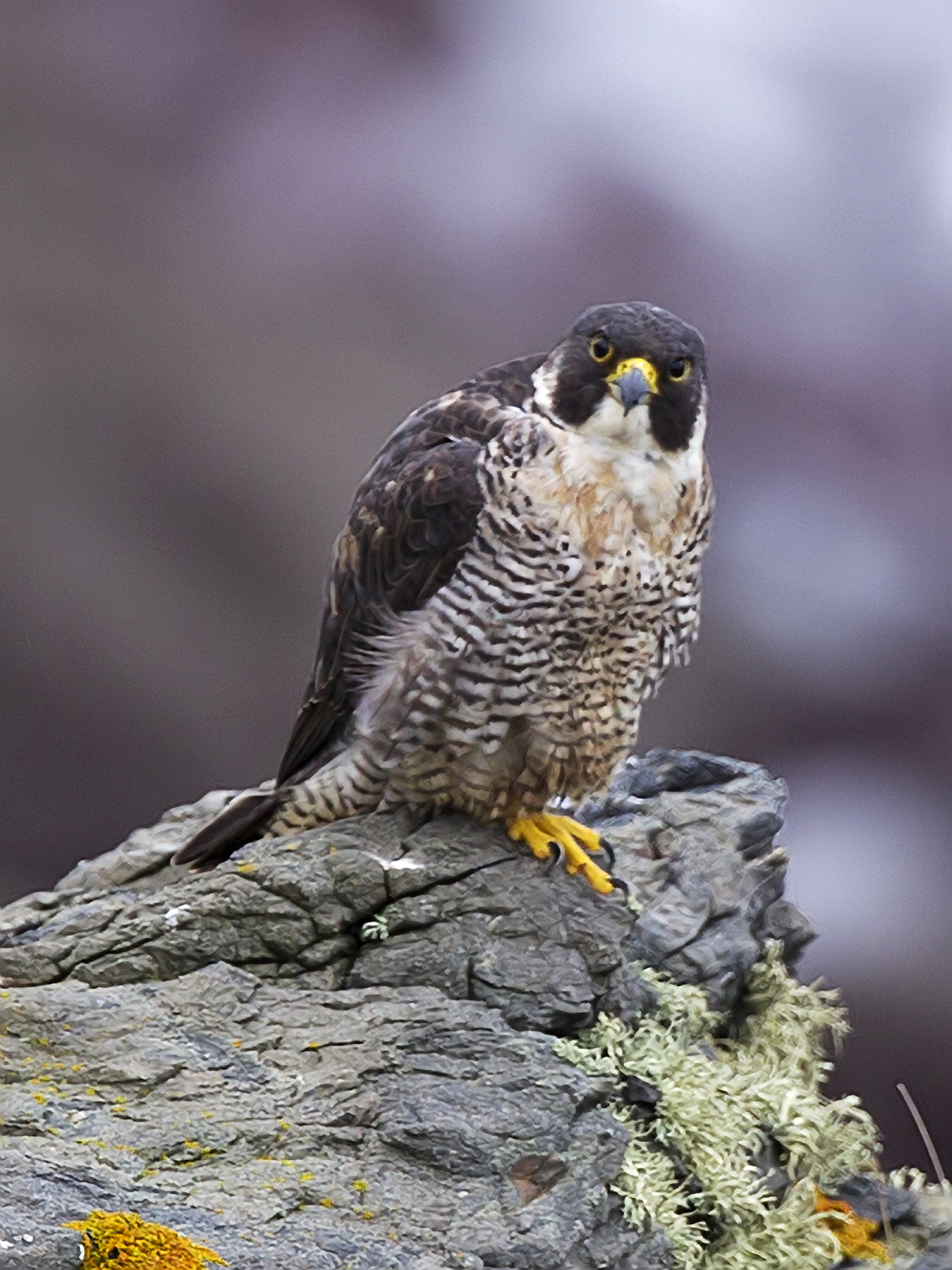 Canon EF 300mm F2.8L IS II USM sample photo. 31882521762.jpg photography