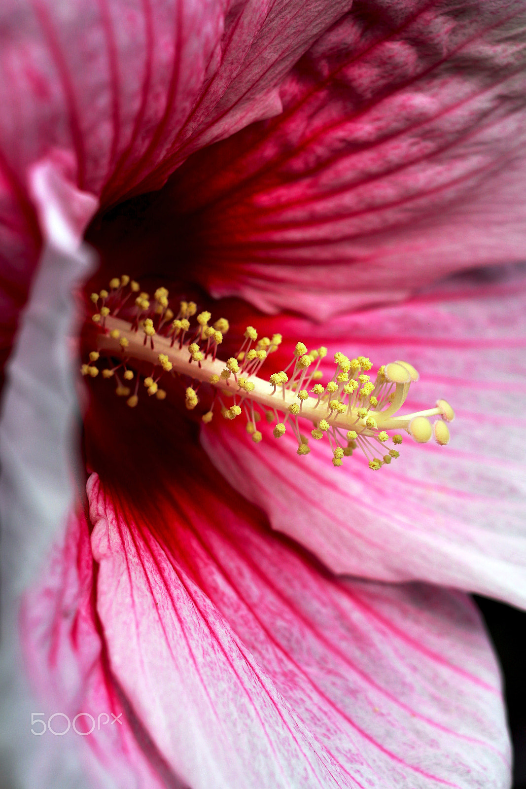 Canon EF 40mm F2.8 STM sample photo. Hibiscus close up shot !!! photography