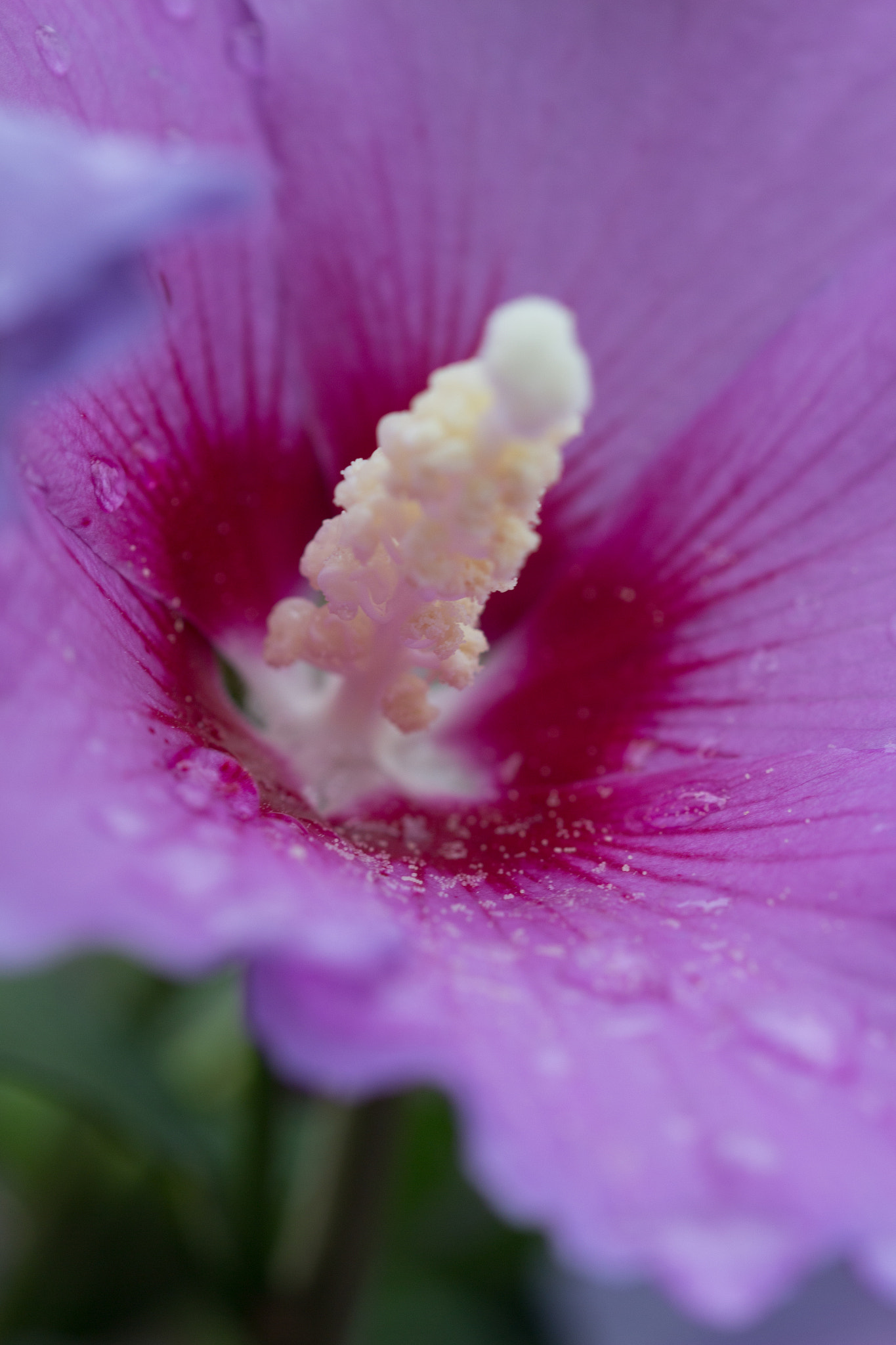 Canon EOS 650D (EOS Rebel T4i / EOS Kiss X6i) sample photo. Purple flower photography