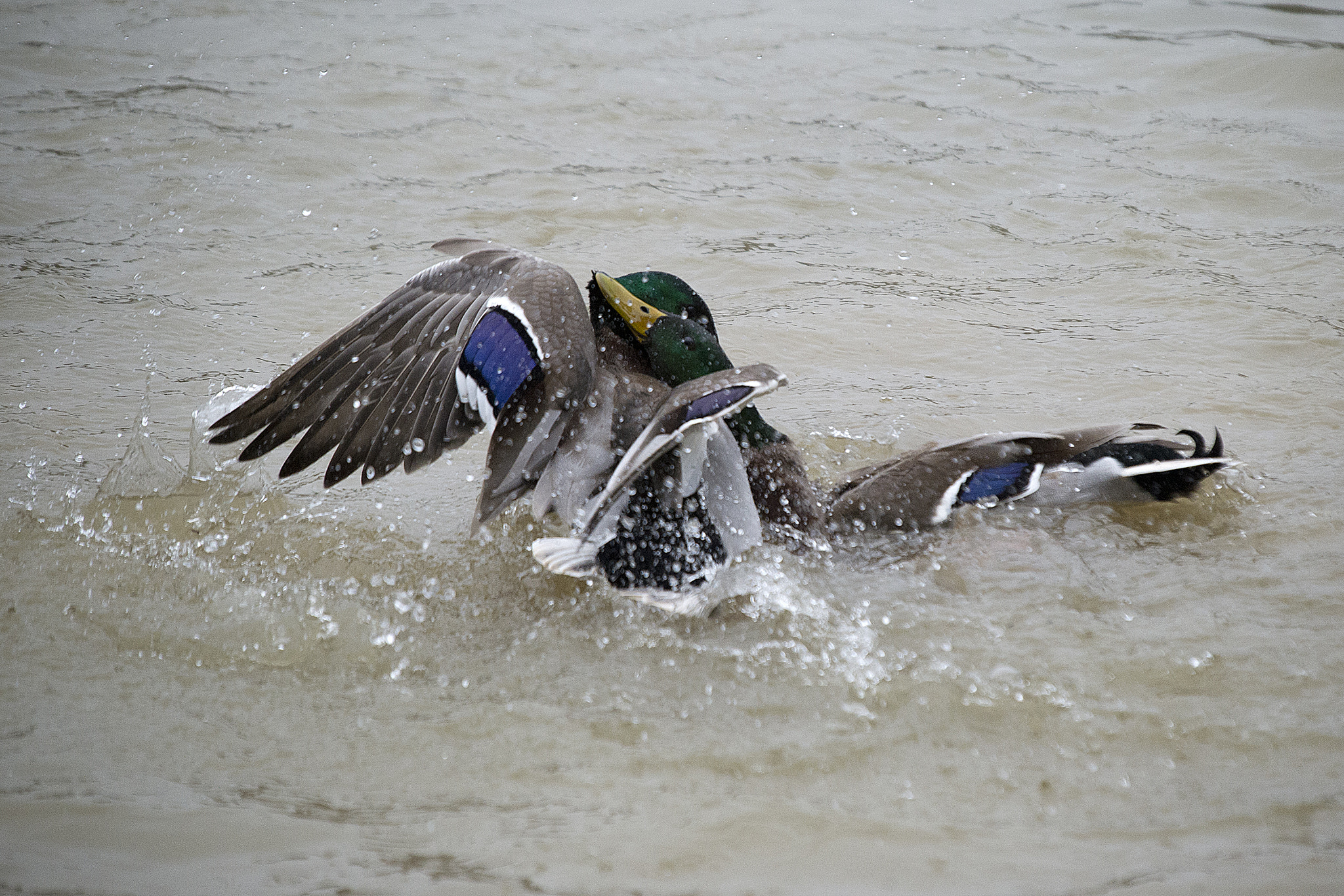 Sigma 50-500mm F4-6.3 EX APO RF HSM sample photo. Fighting mallards photography