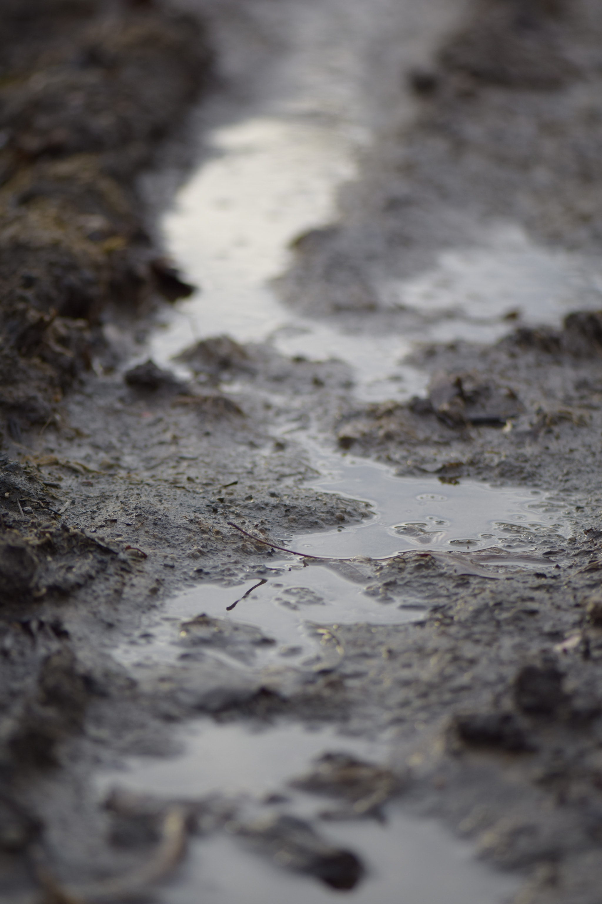 Nikon AF-S Micro-Nikkor 105mm F2.8G IF-ED VR sample photo. Mud puddle photography
