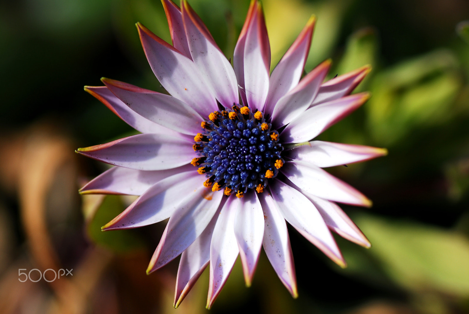 Nikon D200 sample photo. Bloom next day when snow fell. photography