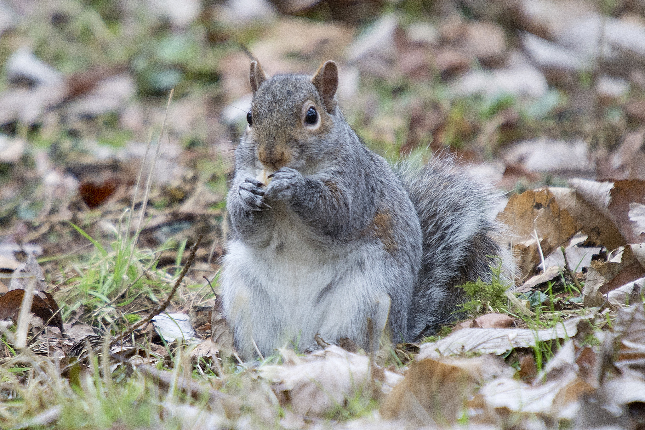 Sigma 50-500mm F4-6.3 EX APO RF HSM sample photo. Chunky squirrel photography