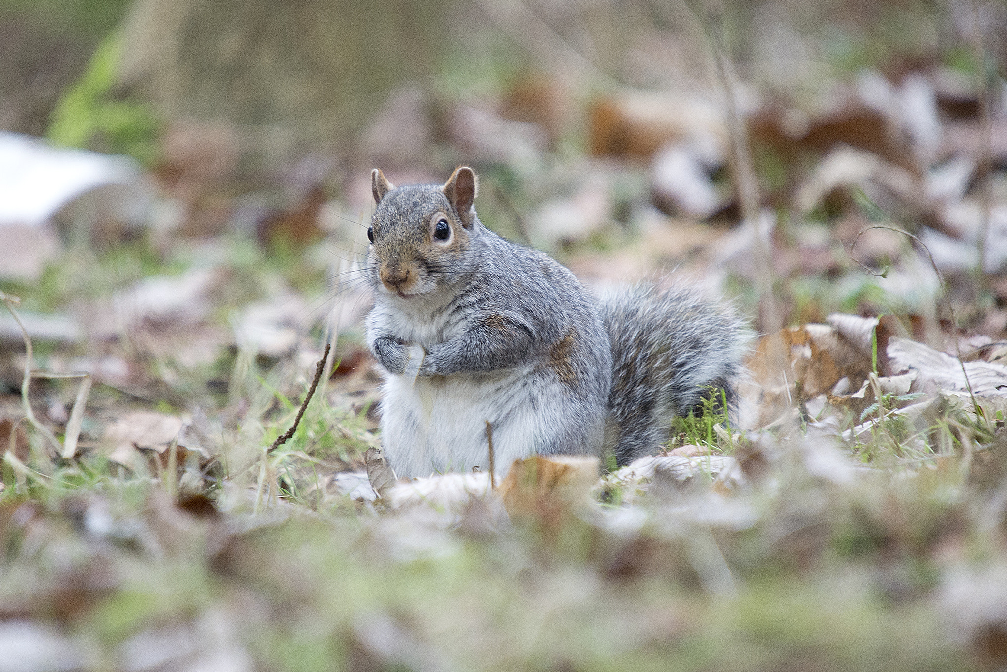 Sigma 50-500mm F4-6.3 EX APO RF HSM sample photo. Grey squirrel photography