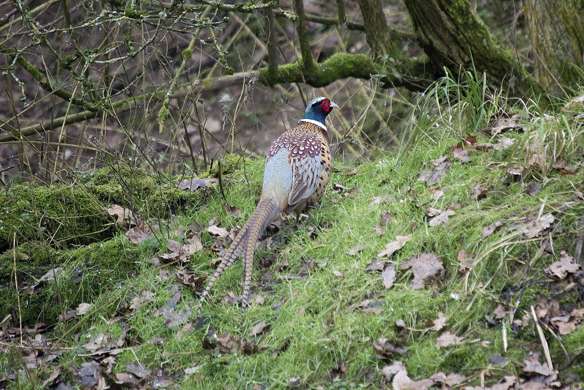 Nikon D4 + Sigma 50-500mm F4-6.3 EX APO RF HSM sample photo. Pheasant photography