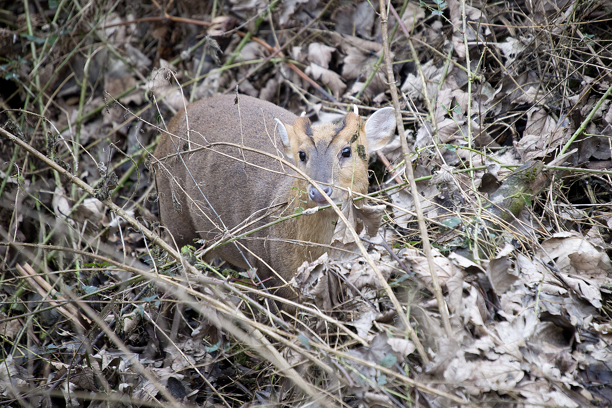 Nikon D4 + Sigma 50-500mm F4-6.3 EX APO RF HSM sample photo. Muntjac photography