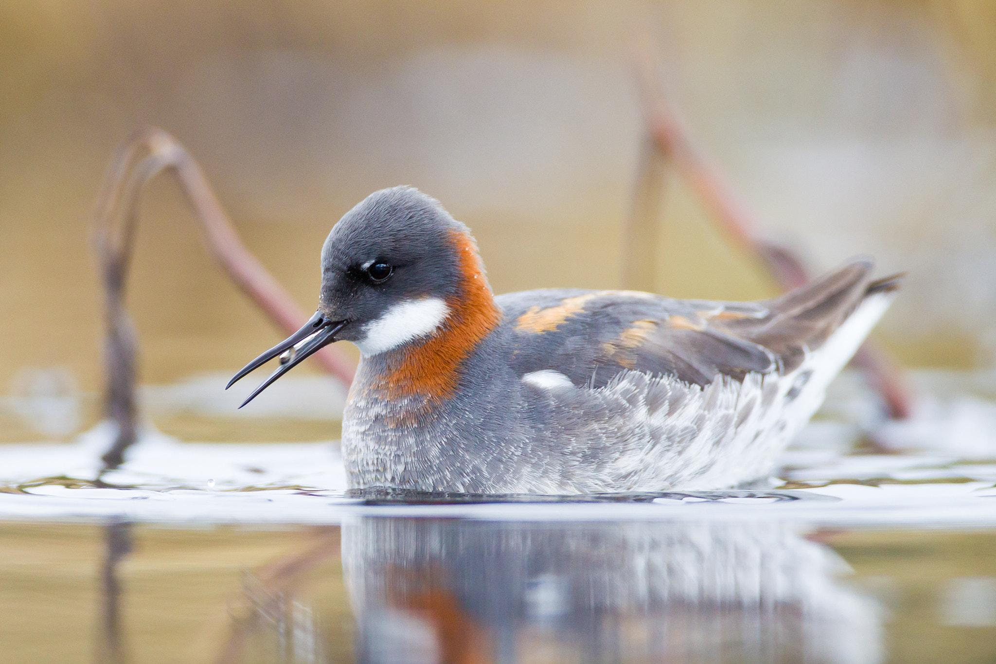 Canon EF 500mm F4L IS USM sample photo. Red-necked phalarope photography