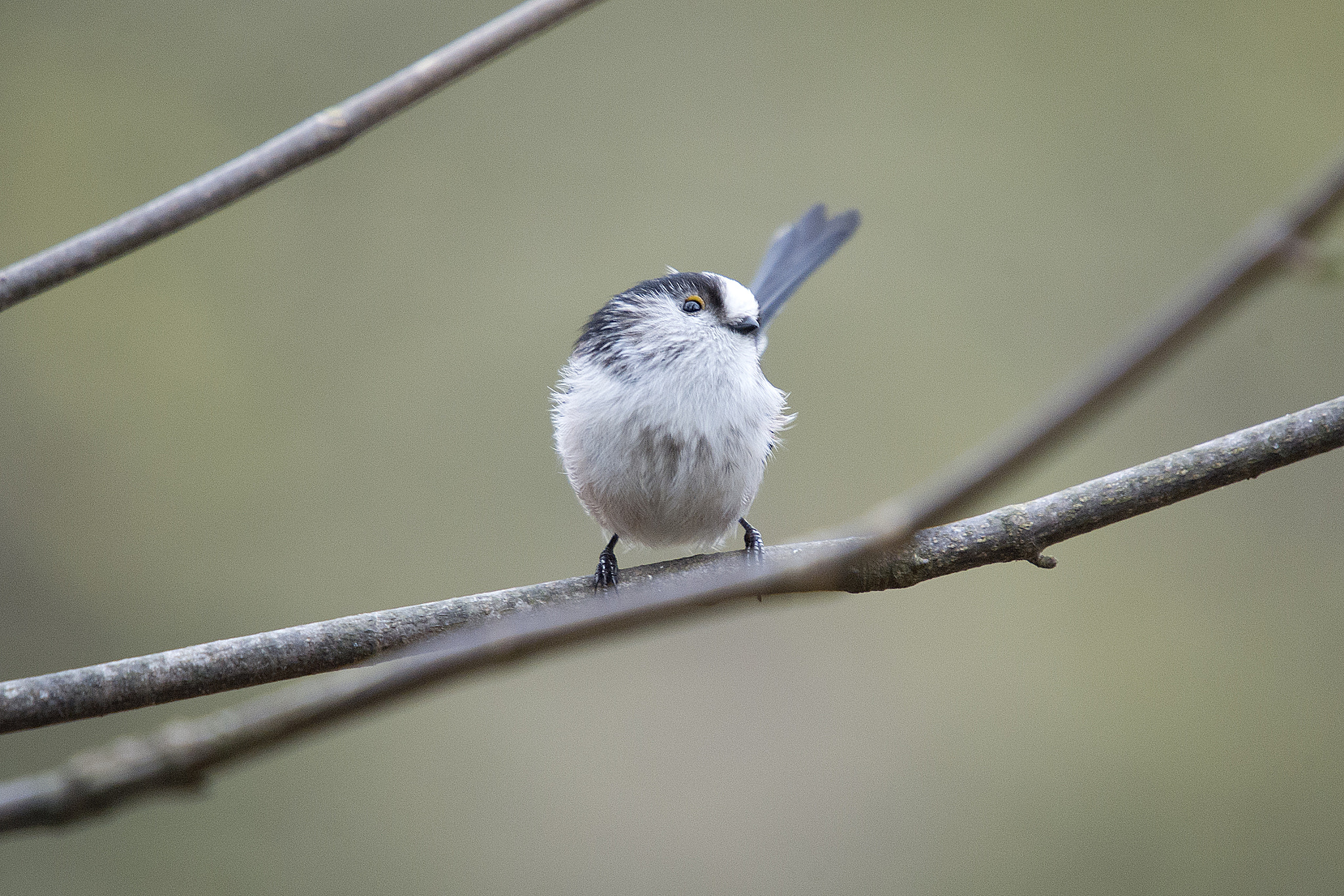 Nikon D4 sample photo. Long tailed tit photography