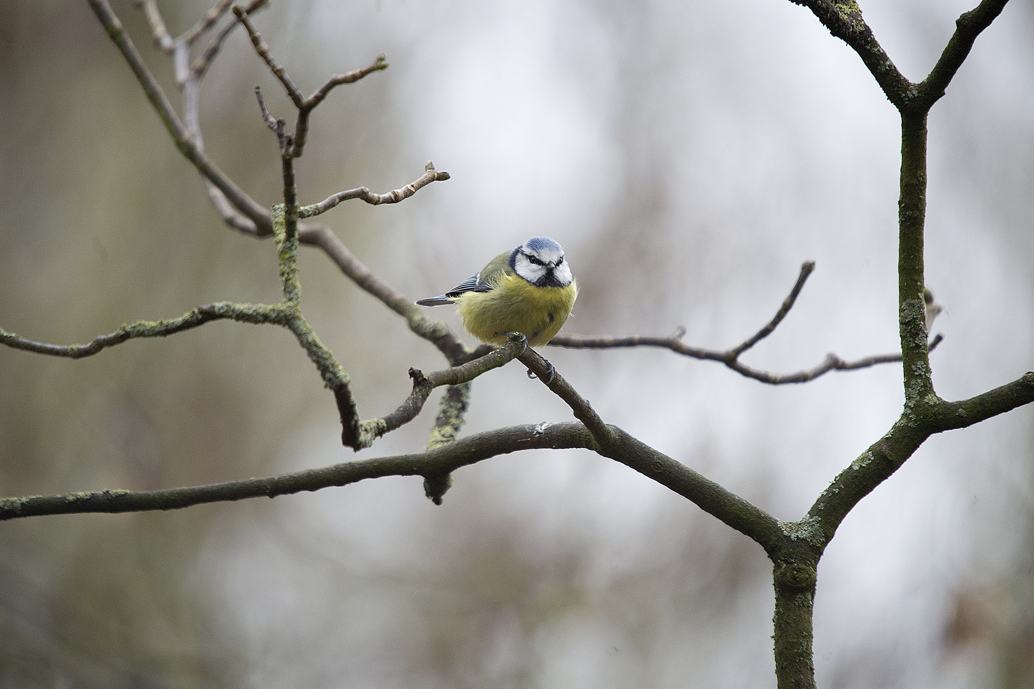 Nikon D4 + Sigma 50-500mm F4-6.3 EX APO RF HSM sample photo. Blue tit photography