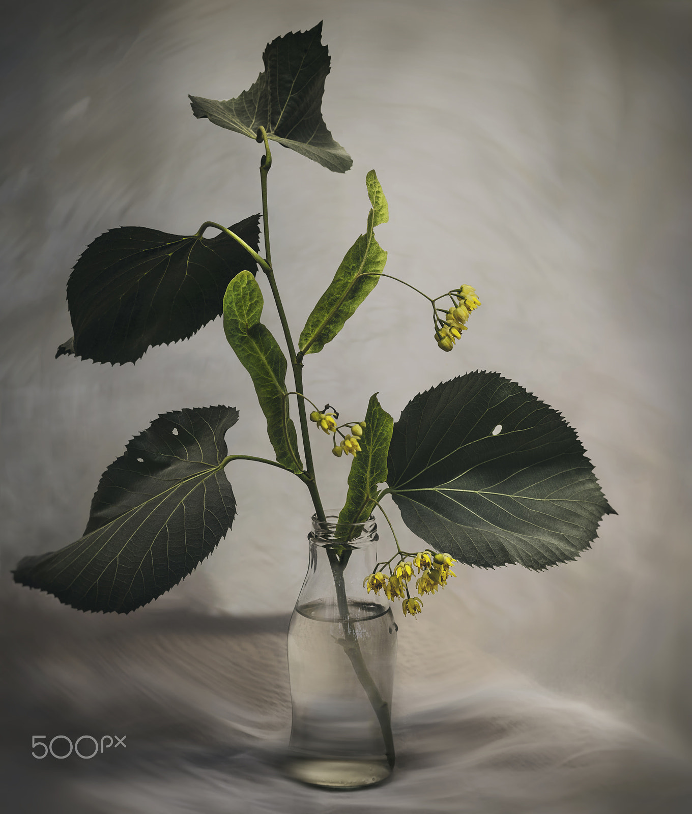 Pentax smc D-FA 100mm F2.8 Macro WR sample photo. Linden flower photography