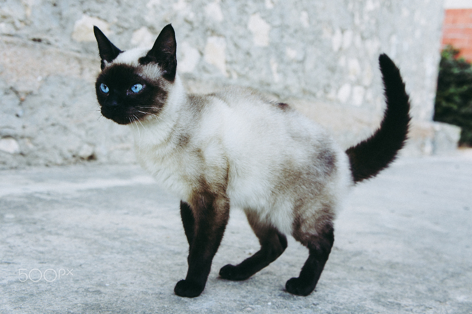 Sony NEX-5C sample photo. My beautiful "elif" - tonkinese cat photography