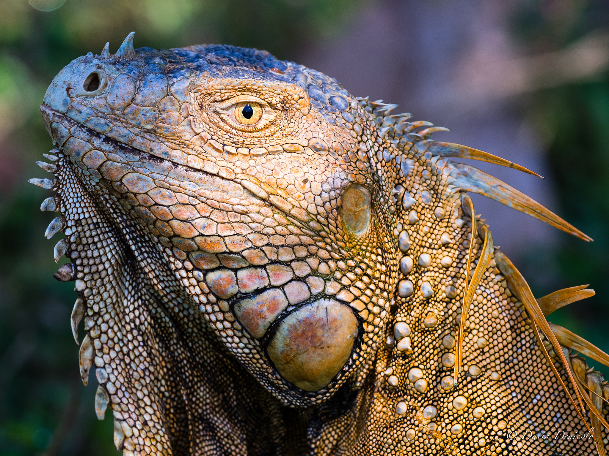 Olympus OM-D E-M1 Mark II + OLYMPUS M.300mm F4.0 sample photo. The drake photography